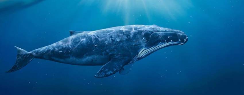 leuke kinderboeken over de walvis beste walvis kinderboeken